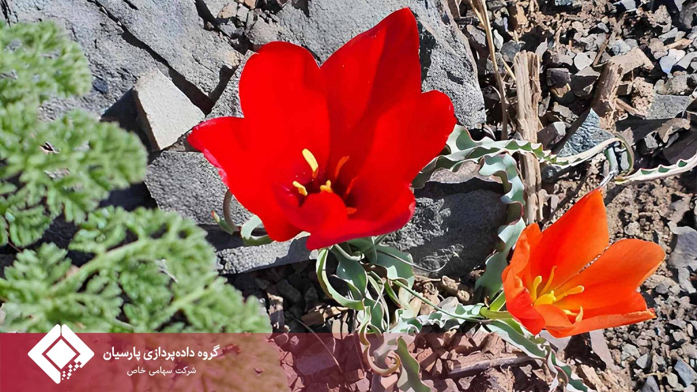 صعود موفق تیم کوهنوردی گروه داده‌پردازی پارسیان به قله اسپیدچال